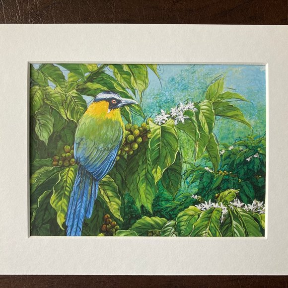 8x10" Colombia Cafe Quindio Art Print (w/mat): Andean Motmot (Barranquero)- HOME - Picture 5 of 6